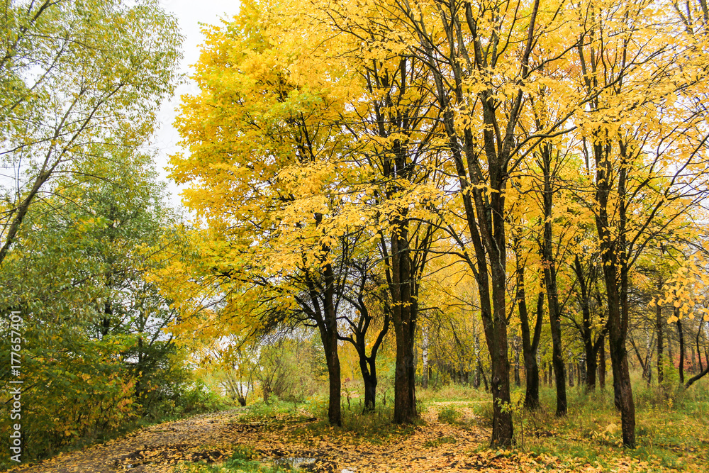 Trees with yellow leaves.