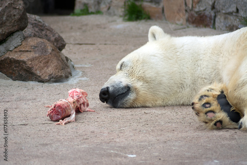 Polar bear in the Saint-Petersburg zoo, overeaten photo