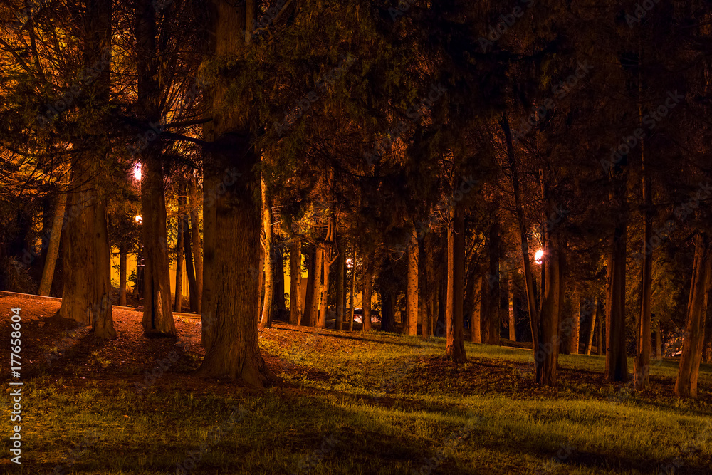 Night view of many trees with dense crowns in the illuminated park, Sochi, Russia