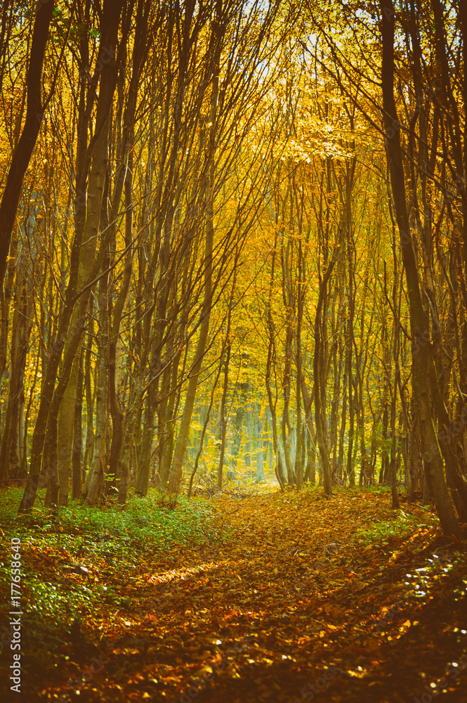 Obraz premium The road in the beautiful autumn forest