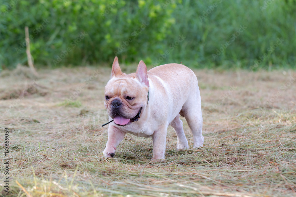 Dog running and playing in the field