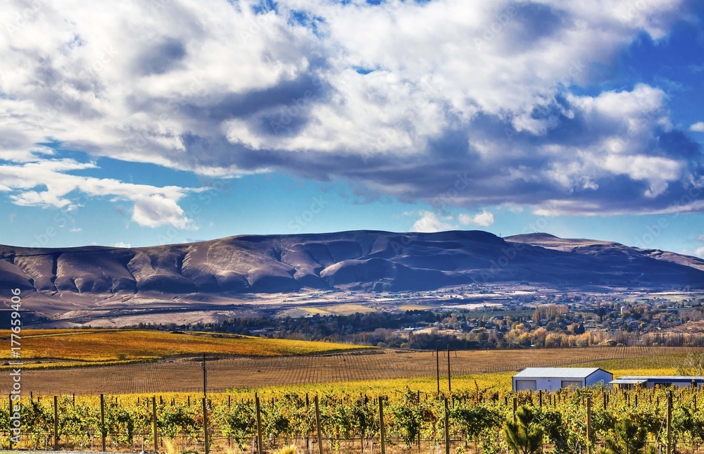 Yellow Leaves Vines Rows Grapes Fall Vineyards Red Mountain Bent