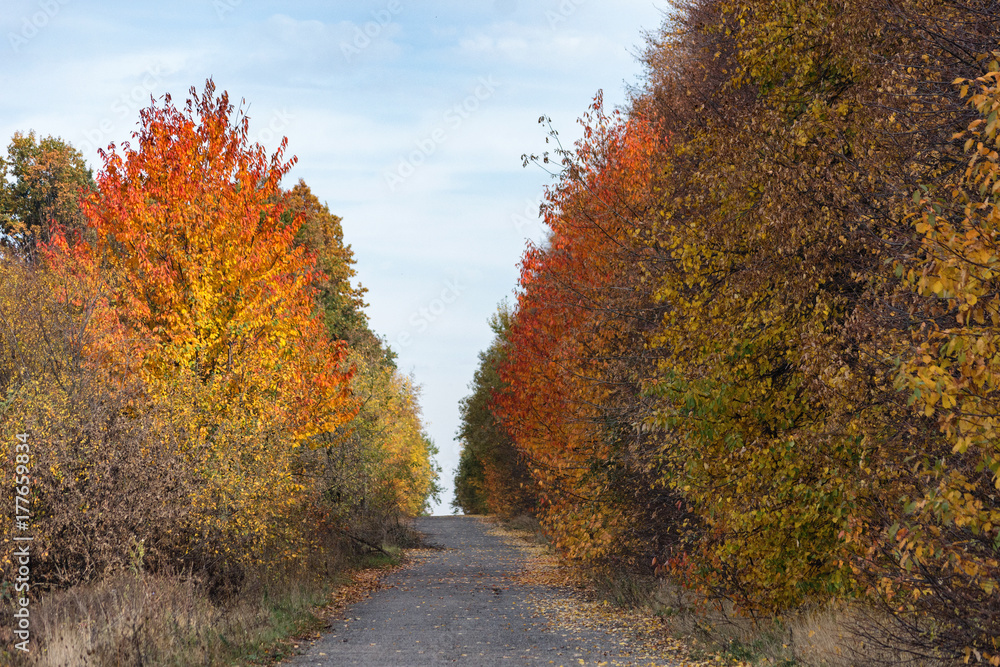 Empty autumn road with trees