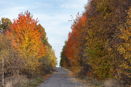 Empty autumn road with trees