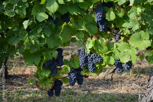 Vignes de raisin rouge