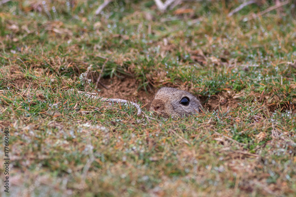 prairie dog (cynomys ludovicianus) sticking out from a burrow. prairie dog (cynomys ludovicianus) sticking out from a burrow.