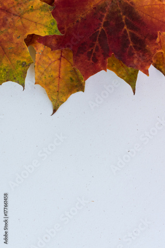 Top and horizontal view of colorful autumn leaves on white textured backround