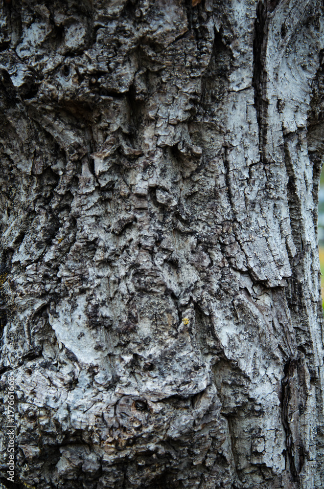 Fototapeta premium Wood and abstract art 