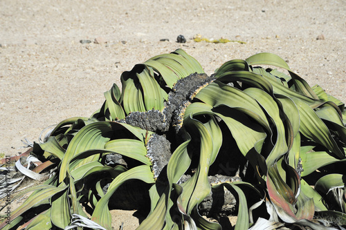 Wallpaper Mural Welwitschia in Namibia Torontodigital.ca