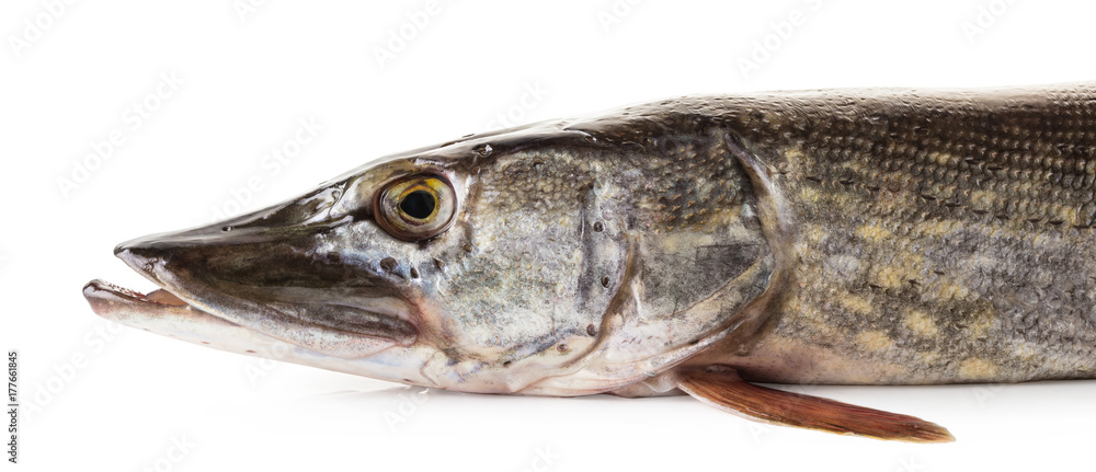 raw pike fish