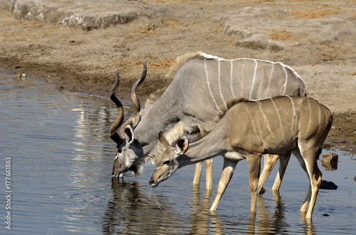 Wallpaper Mural Kudus am Wasserloch Torontodigital.ca