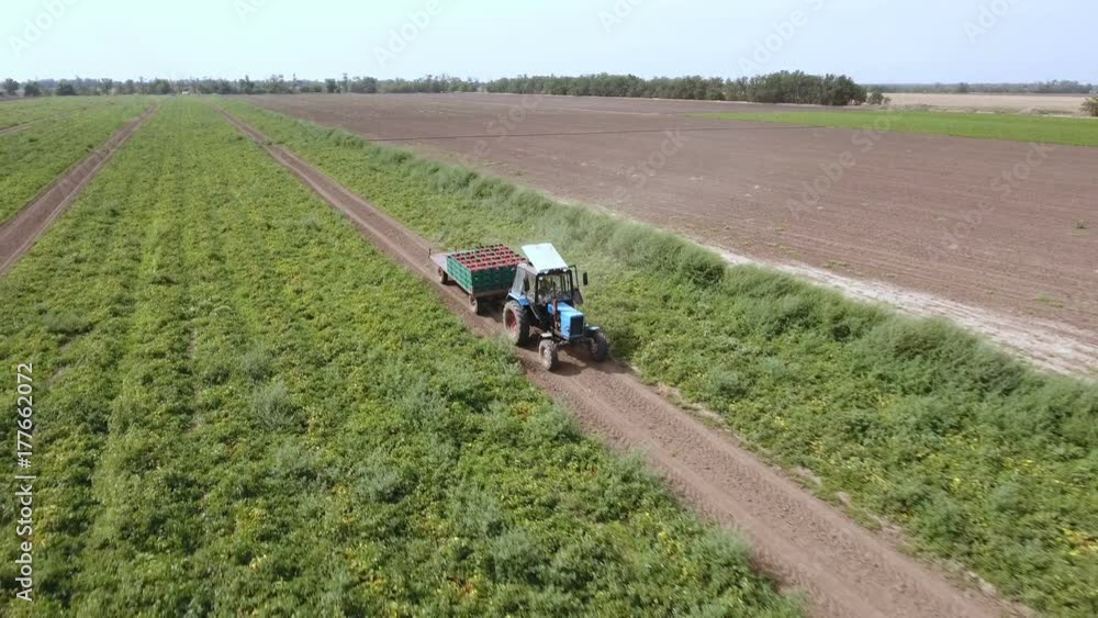 A bird`s eye shot of the straight rows of tomato bushes and a tractor with a trailer keeping tomatoes in wooden boxes. The drone is flying before the tractor. A bird`s eye shot of the straight rows of tomato bushes and a tractor with a trailer keeping tomatoes in wooden boxes. The drone is flying before the tractor.