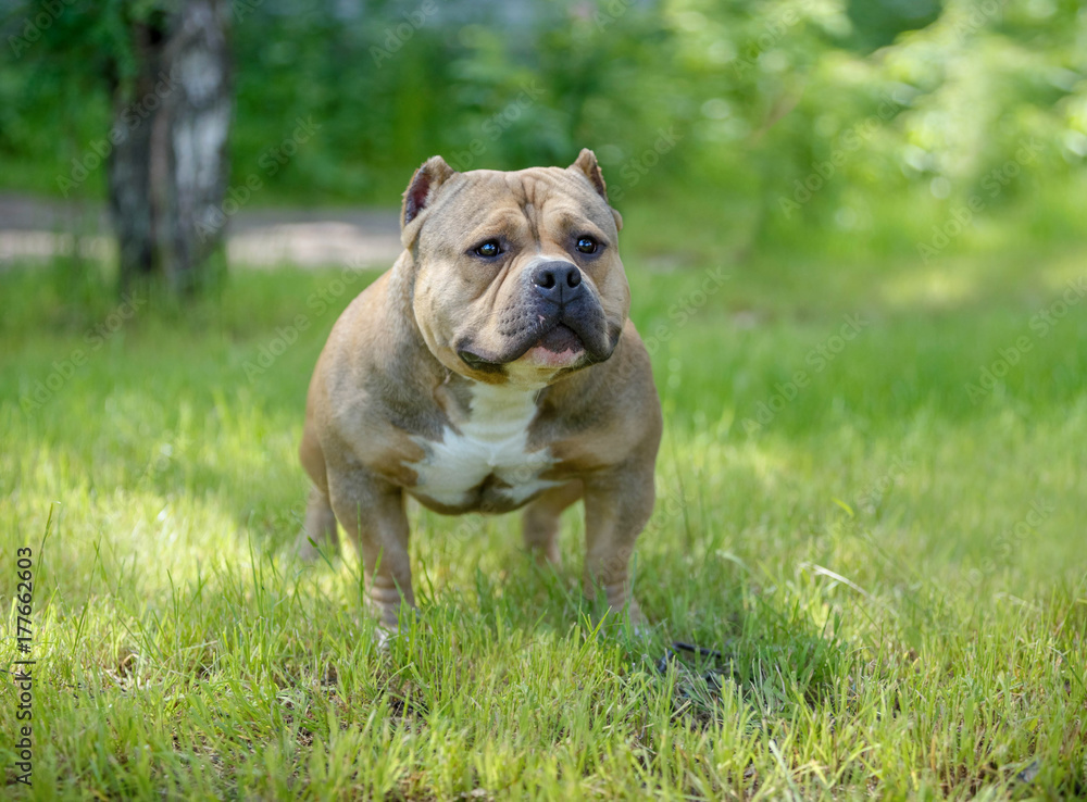 The American bully has a rest on the nature