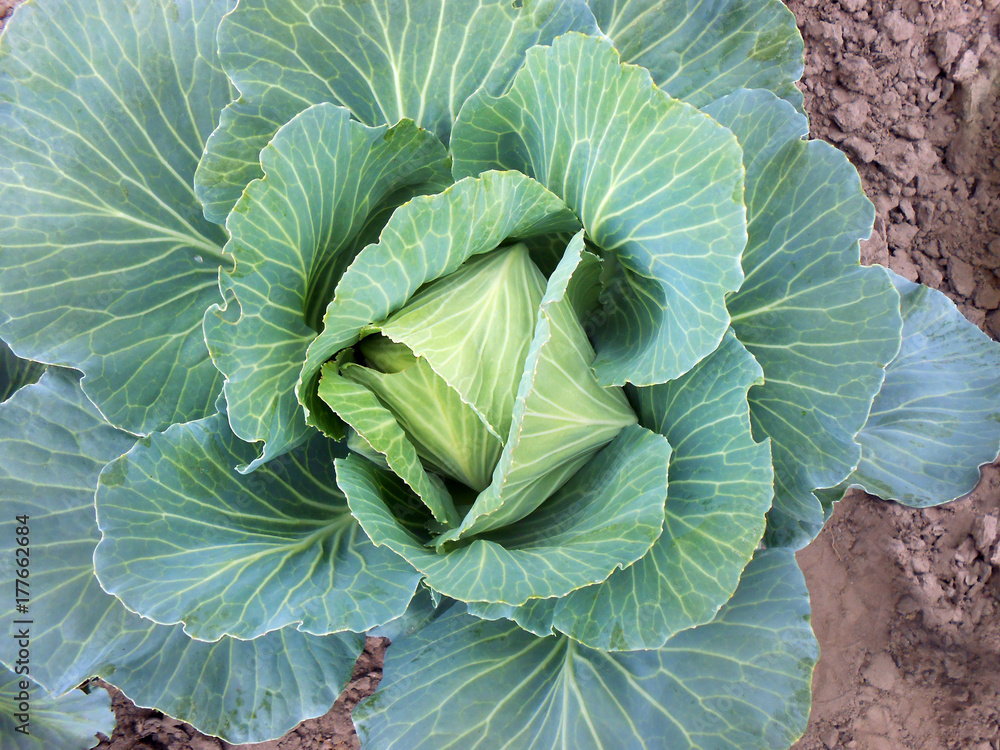 Background with a big fresh cabbage