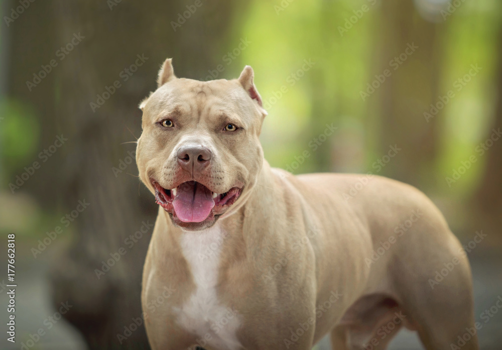 Portrait of a pit bull