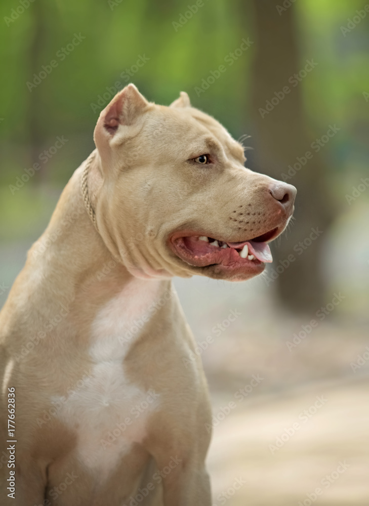 Portrait of a pit bull