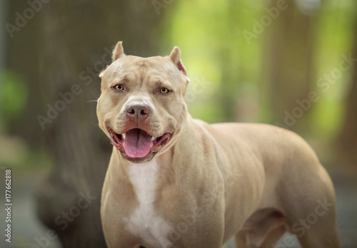 Portrait of a pit bull photo
