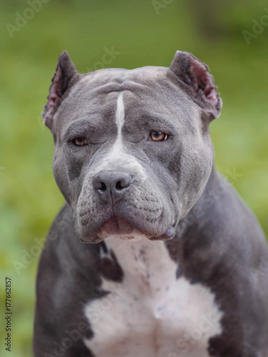 American bully on the walk