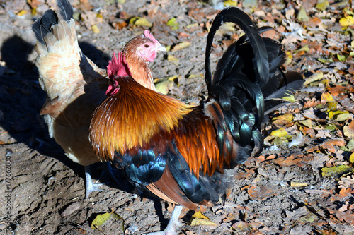 Rooster and chicken photo
