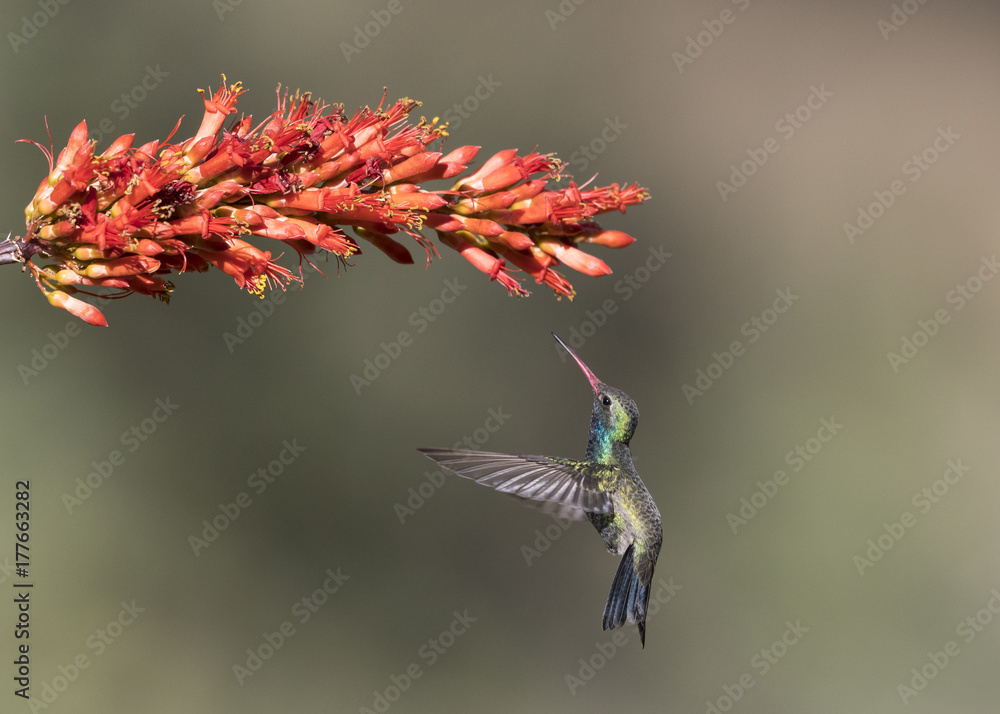 Obraz premium Broad-billed Hummingbird