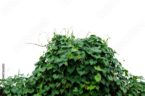Heart shaped green leaves climbing wild vines (obscure morning glory) bush isolated on white background, clipping path included.