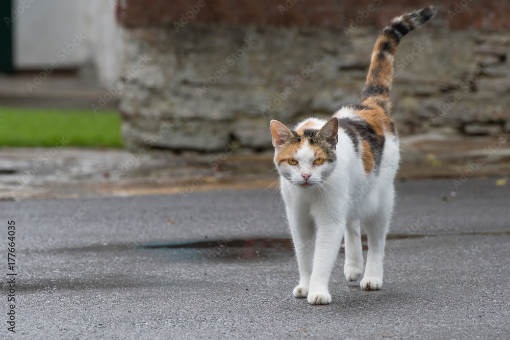 Katze am Bauernhof Katze am Bauernhof