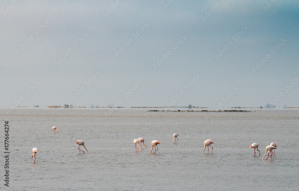 Flamingos in der Lagune von Walvis Bay, Erongo, Namibia