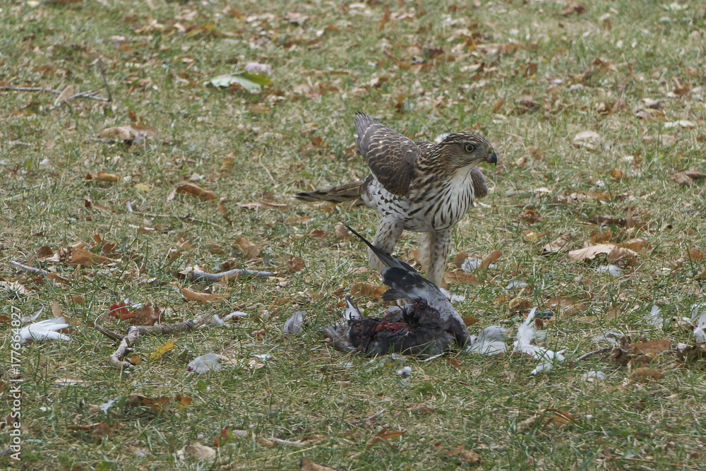 Fototapeta premium Peregrine Falcon with prey
