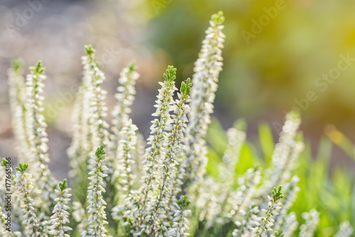Heather flowers. Bright natural background with sunny reflection..