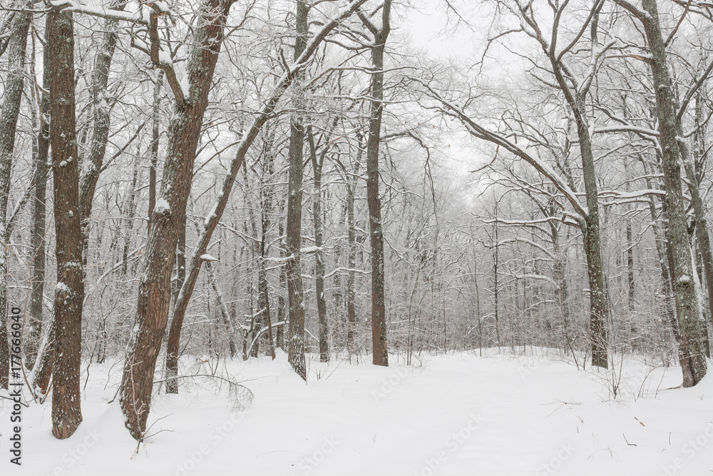 Winter forest landscape