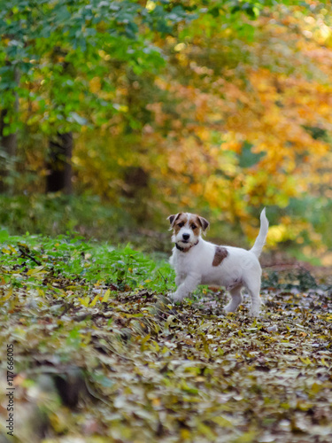 Szczeniak Jack Russell terrier w jesiennym parku, piękne rozmyte kolory. © Rajtar photography