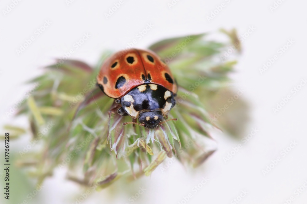 Ladybug sitting on the plant with white background. eyed ladybug. Anatis ocellata. Ladybug sitting on the plant with white background. eyed ladybug. Anatis ocellata.