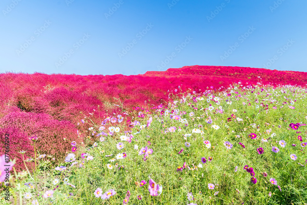 Kochia and cosmos filed Hitachi Ibaraki Japan