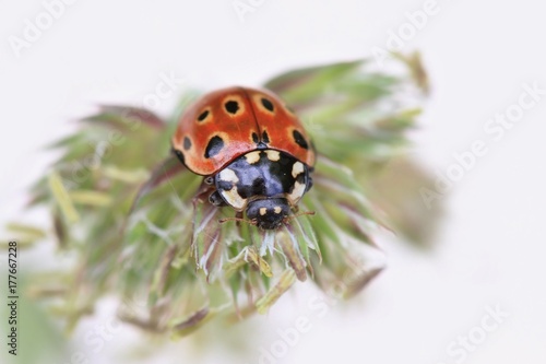 Ladybug sitting on the plant with white background. eyed ladybug. Anatis ocellata. © Monikasurzin