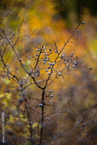 Autumn concept with blue thorn berries