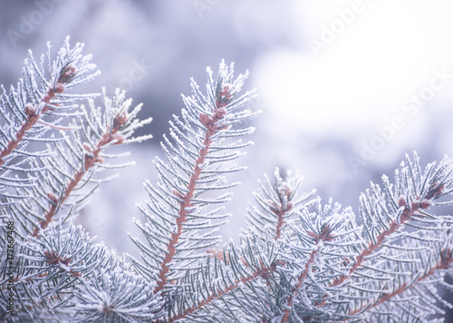 Winter and Christmas Background. Close-up Photo of Fir-tree Branch Covered with Frost.