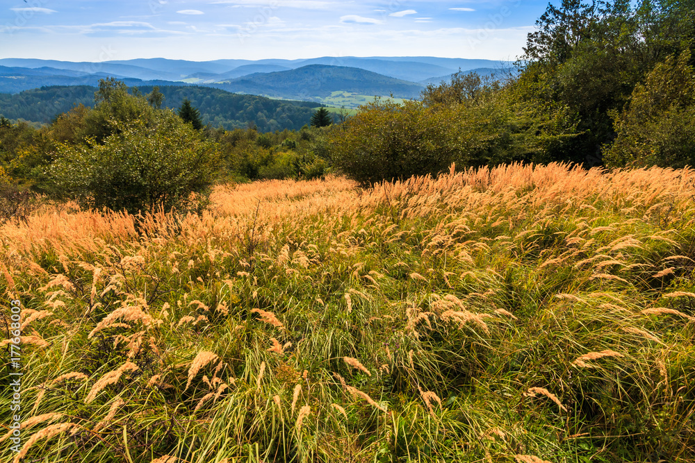 Fototapeta premium Wiatr w trawach