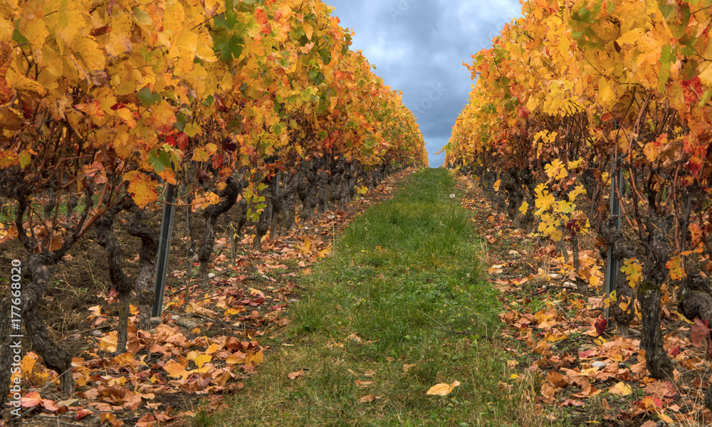 Colorful autumn in vineyard Colorful autumn in vineyard