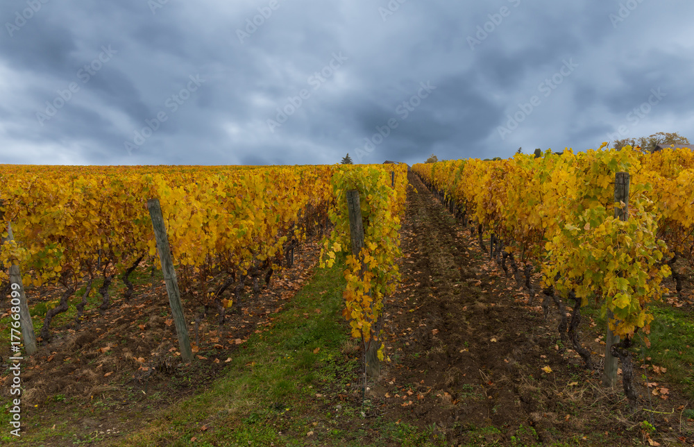 Golden vineyard and cloudy sky