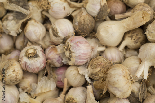 Fresh garlic at the market - Allium sativum