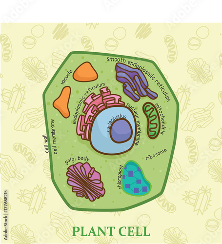 Education chart of biology for plant cell diagram