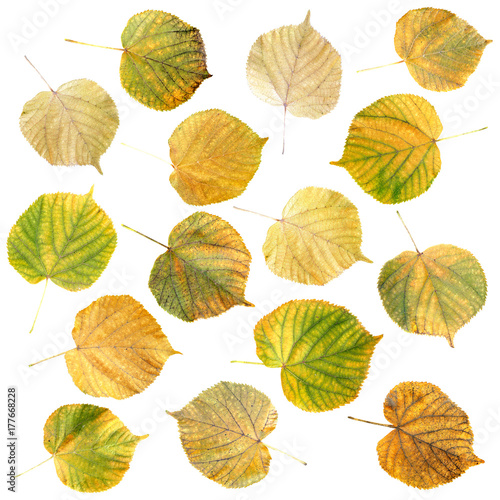 Autumn leaves tilia platyphyllos isolated on the white background. Linden foliage top view, front side