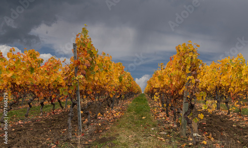 Fototapeta Naklejka Na Ścianę i Meble -  Part of autumn vineyard
