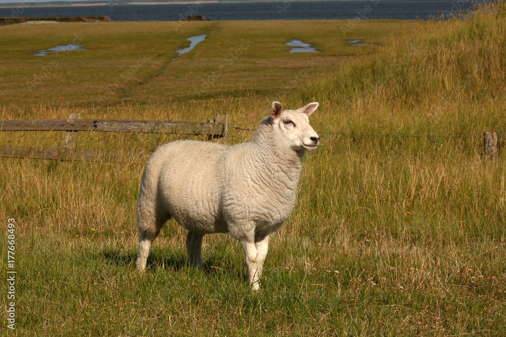 Obraz premium Sheep