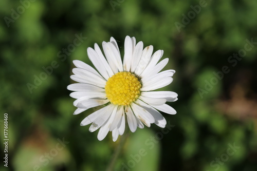 G  nsebl  mchen  Bellis perennis  - Korbbl  tler  Asteraceae  im gr  nen Gras