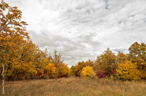 Autumn forest landscape photo