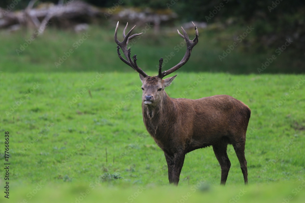 Fototapeta premium Irish Deer