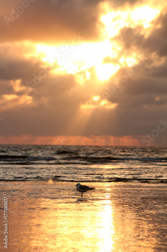 Sea gull in the sunset