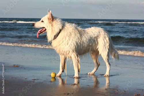 Dog playing at the beach