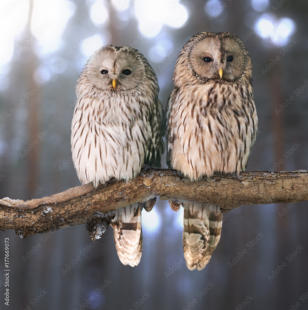 Obraz premium Pair of Ural owls (Strix uralensis)